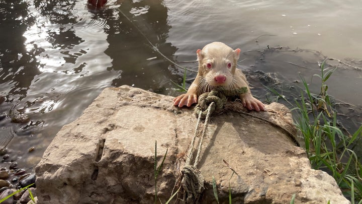 A rare albino Eurasian Otter is pictured after being found by a fisherman in Iraq's Tigris River, in the Balad District, Iraq June 16, 2022. Picture taken June 16, 2022. Media Office of Iraqi Green Climate Organisation/Handout via REUTERS ATTENTION EDITORS - THIS IMAGE WAS PROVIDED BY A THIRD PARTY. MANDATORY CREDIT