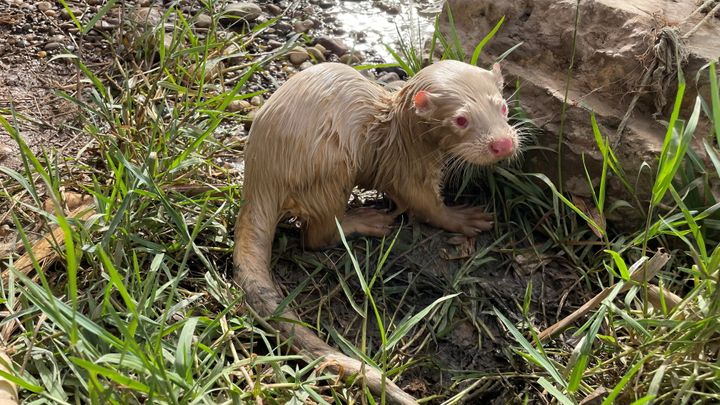 A rare albino Eurasian Otter is pictured after being found by a fisherman in Iraq's Tigris River, in the Balad District, Iraq June 16, 2022. Picture taken June 16, 2022. Media Office of Iraqi Green Climate Organisation/Handout via REUTERS ATTENTION EDITORS - THIS IMAGE WAS PROVIDED BY A THIRD PARTY. MANDATORY CREDIT