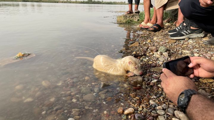 A rare albino Eurasian Otter is pictured after being found by a fisherman in Iraq's Tigris River, in the Balad District, Iraq June 16, 2022. Picture taken June 16, 2022. Media Office of Iraqi Green Climate Organisation/Handout via REUTERS ATTENTION EDITORS - THIS IMAGE WAS PROVIDED BY A THIRD PARTY. MANDATORY CREDIT