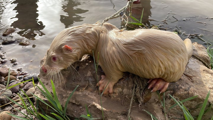 A rare albino Eurasian Otter is pictured after being found by a fisherman in Iraq's Tigris River, in the Balad District, Iraq June 16, 2022. Picture taken June 16, 2022. Media Office of Iraqi Green Climate Organisation/Handout via REUTERS ATTENTION EDITORS - THIS IMAGE WAS PROVIDED BY A THIRD PARTY. MANDATORY CREDIT