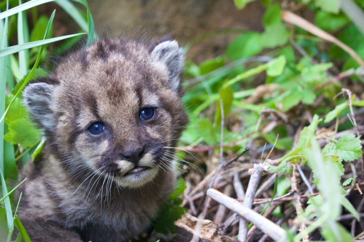 P-54 as a 4-week-old kitten in 2017.