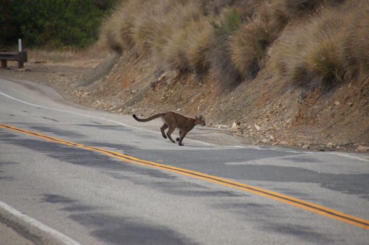P-23 crossing a road in the Santa Monica Mountains in 2013.