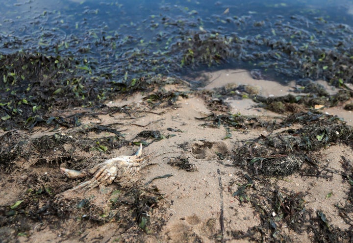 Un cangrejo muerto en La Manga del Mar Menor, en agosto de 2021.