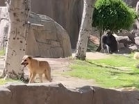 動物園でゴリラに追いかけられた犬 無事に飼い主の元に戻る 動画 ハフポスト World