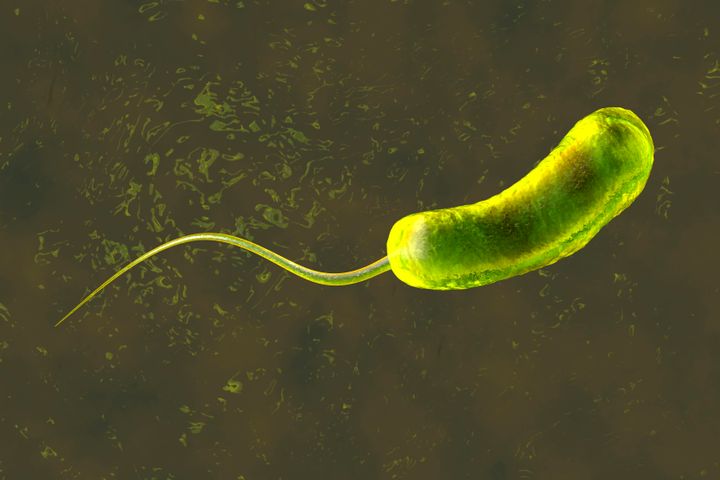 Ilustración de la bacteria Vibrio cholerae, que causa el cólera.