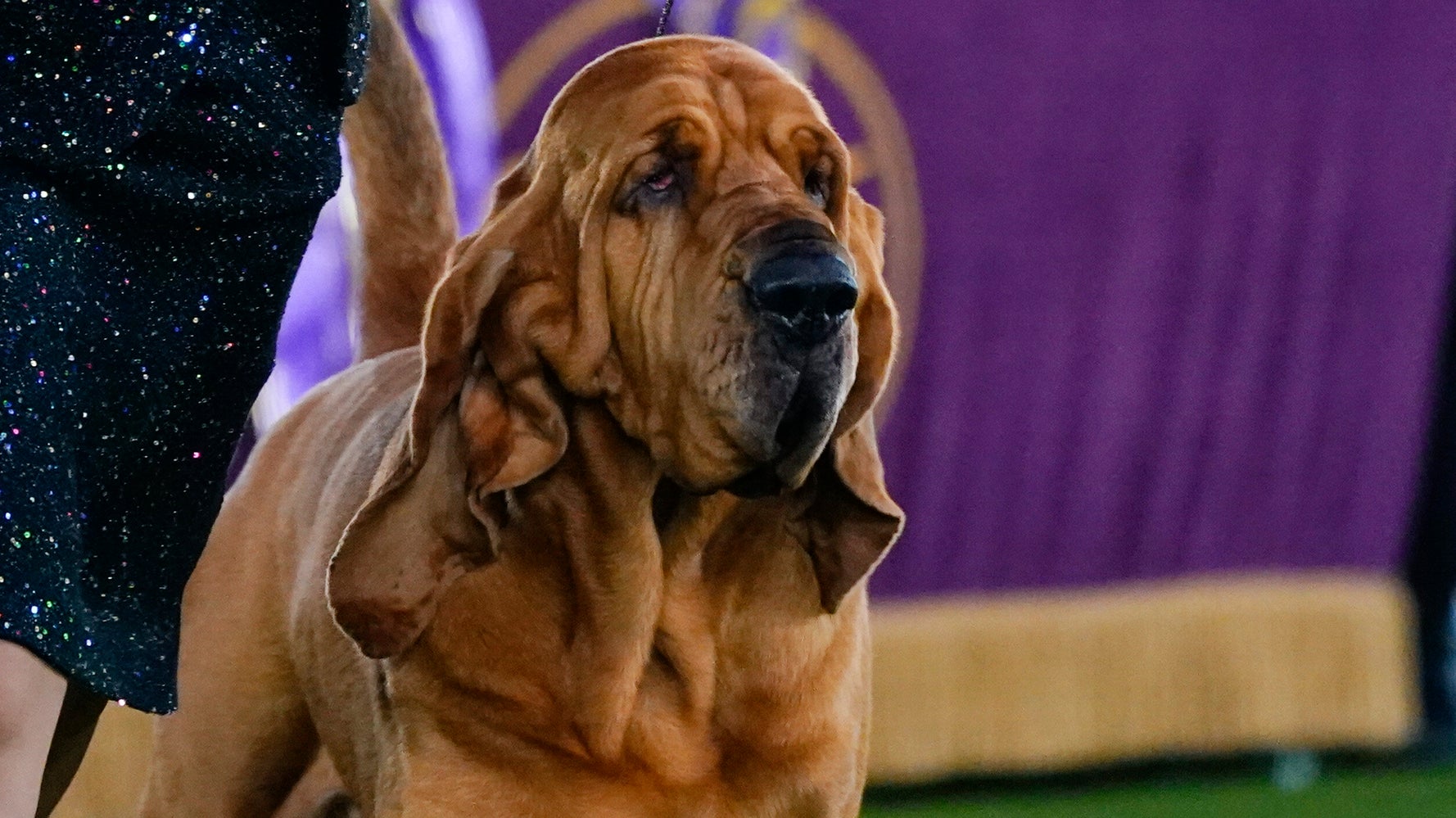 Trumpet Becomes First Bloodhound To Ever Win Westminster Kennel Club Dog Show Trumpet Becomes First Bloodhound To Ever Win Westminster Kennel Club Dog Show