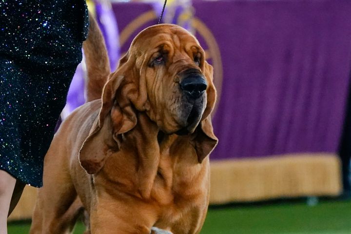 A bloodhound named Trumpet won the Westminster Kennel Club Dog Show on Wednesday night, marking the first time the breed has won the award for the most coveted best show in US dogdom. 
