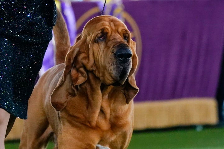 A bloodhound named Trumpet won the Westminster Kennel Club Dog Show on Wednesday night, marking the first time the breed has ever snared U.S. dogdom’s most coveted best in show prize. 