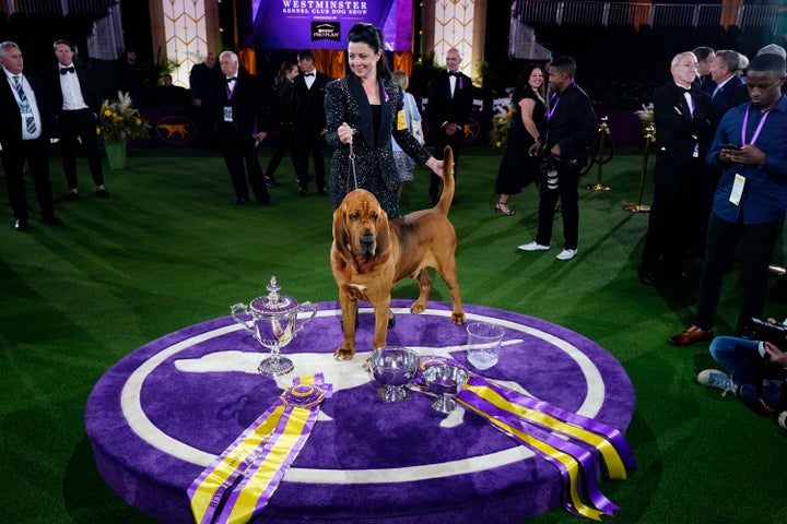 Heather Helmer poses for photographs with Trumpet after the bloodhound won Best in Show.