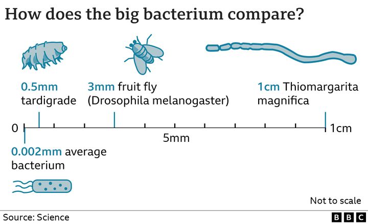 Πίνακας σύγκρισης των μεγαλύτερων βακτηρίων στον κόσμο