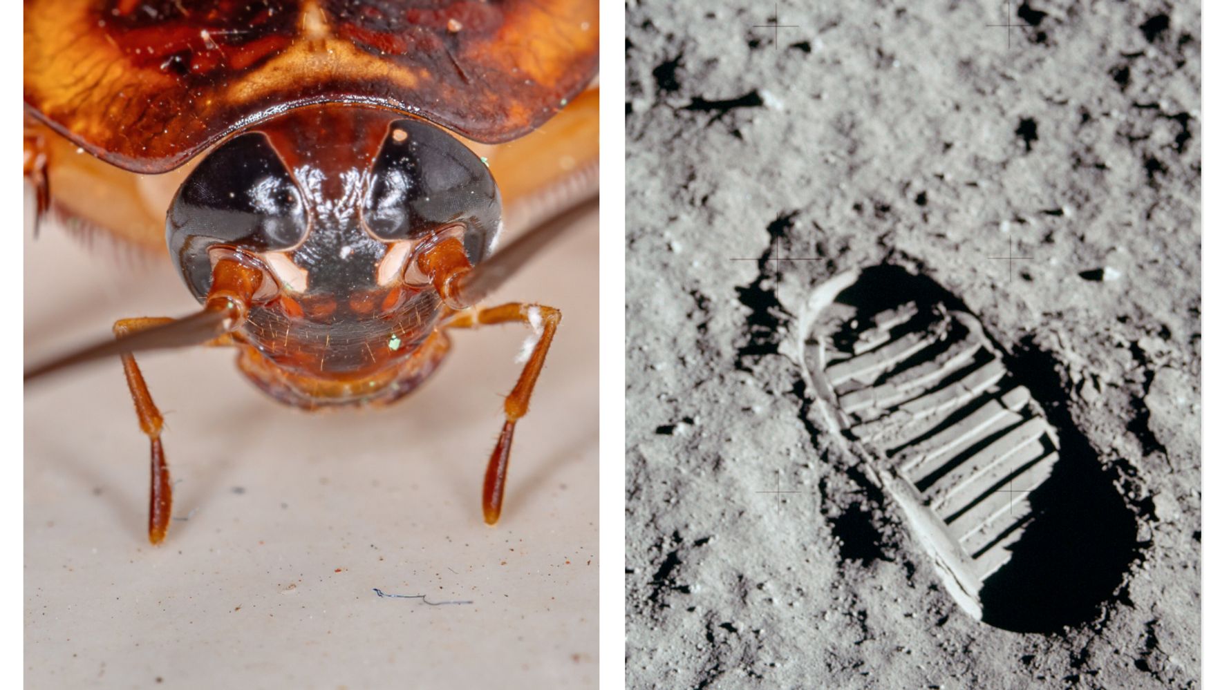 NASA Wants Its Moon Dust And Cockroaches Back -- Now!
