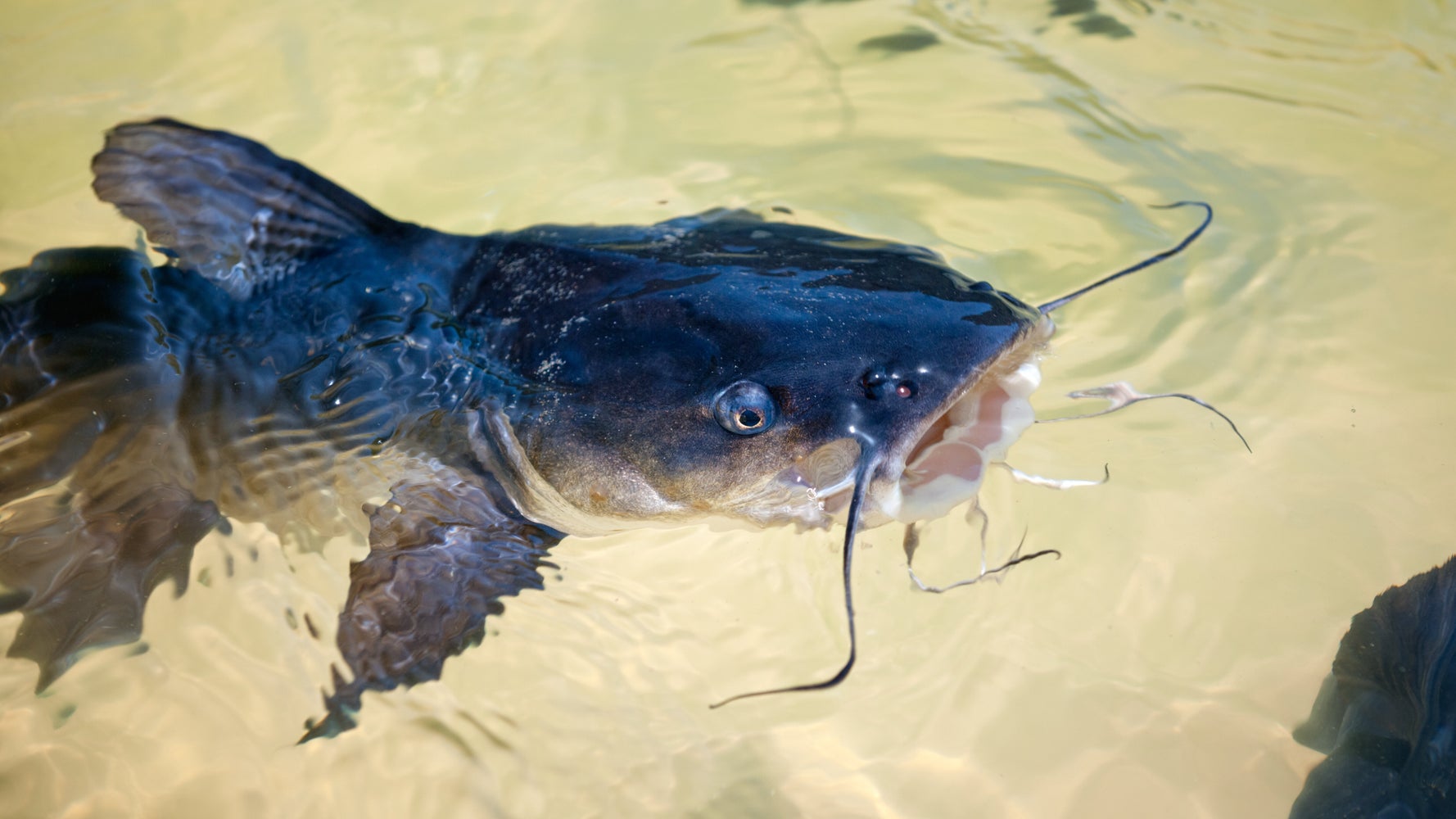 ナマズのヒゲが胸に刺さった子どもを緊急搬送 聞いたことない アメリカ ハフポスト World ナマズのヒゲが胸に刺さった子どもを緊急搬送 聞いたことない アメリカ ハフポスト World