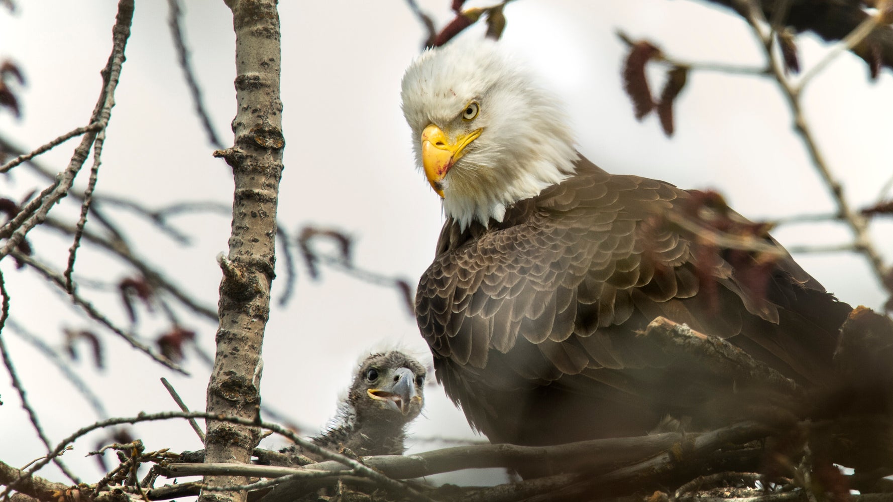 ディナー用にさらったタカの赤ちゃん ワシが 養子 に 他の子どもと同じく育てる ハフポスト World ディナー用にさらったタカの赤ちゃん ワシが 養子 に 他の子どもと同じく育てる ハフポスト World