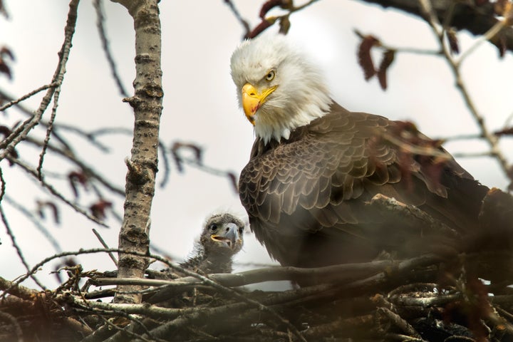 ハクトウワシの親子(イメージ写真)
