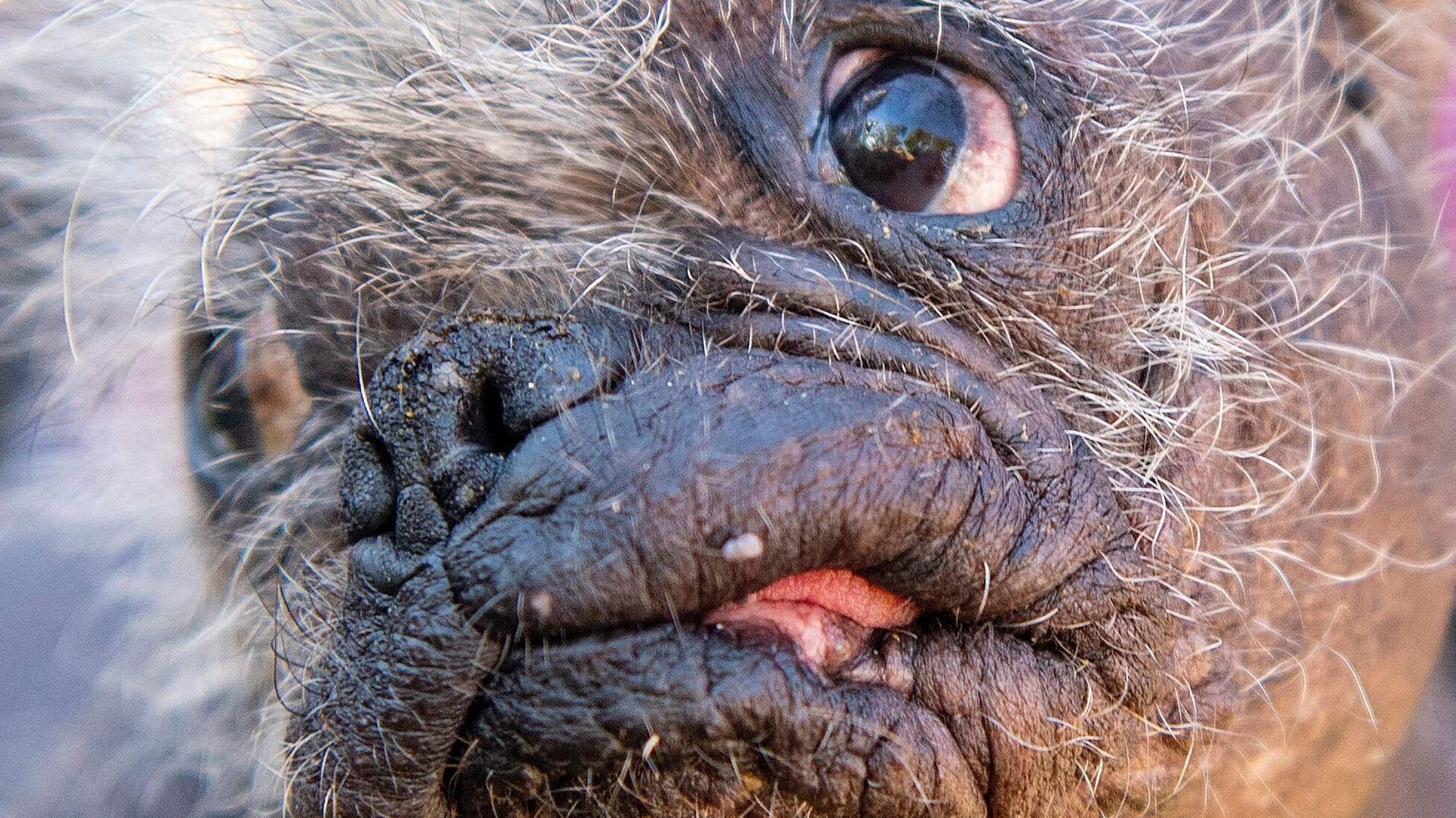 This Senior Pooch Has Been Crowned ‘World’s Ugliest Dog’ This Senior Pooch Has Been Crowned ‘World’s Ugliest Dog’