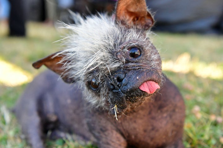 Mr. Happy Face looks toward the camera before the start of the World's Ugliest Dog Competition in Petaluma, California, on June 24.