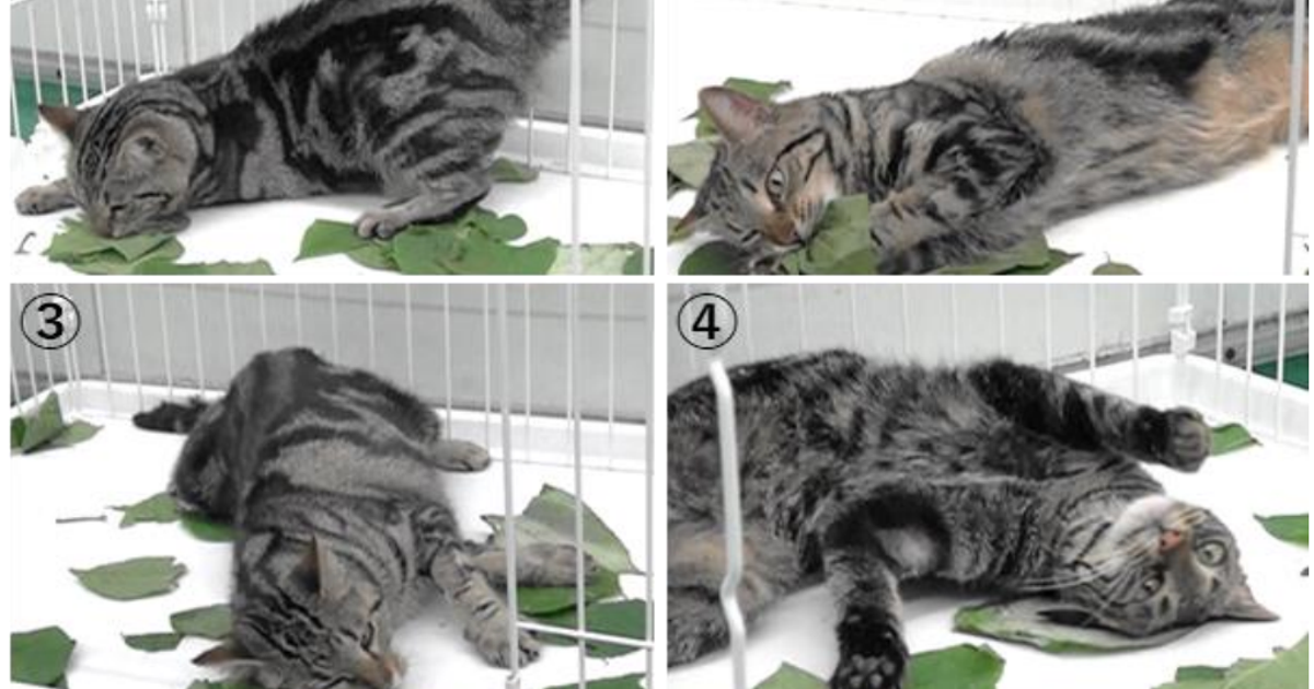 ネコは意図的ではないだろうが マタタビを夢中で噛み噛みする理由が明らかに ハフポスト News ネコは意図的ではないだろうが マタタビを夢中で噛み噛みする理由が明らかに ハフポスト News