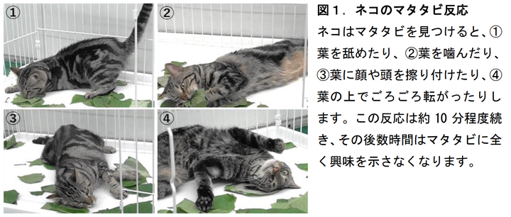 マタタビを舐めたり噛んだりするネコ