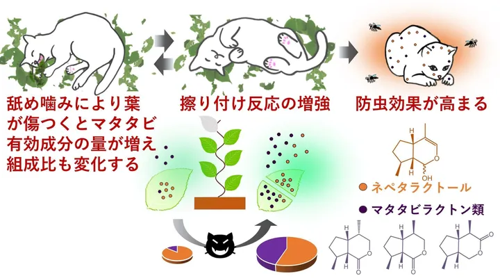 ネコは意図的ではないだろうが マタタビを夢中で噛み噛みする理由が明らかに ハフポスト News