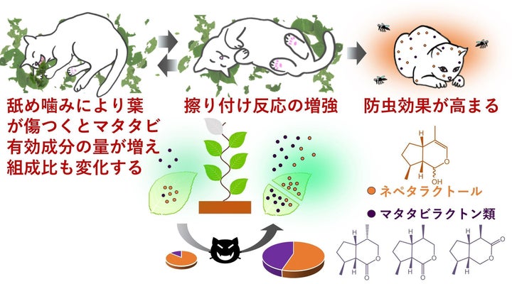 ネコはマタタビを舐め噛みしたり体を擦り付けたりして防虫効果を高めているという