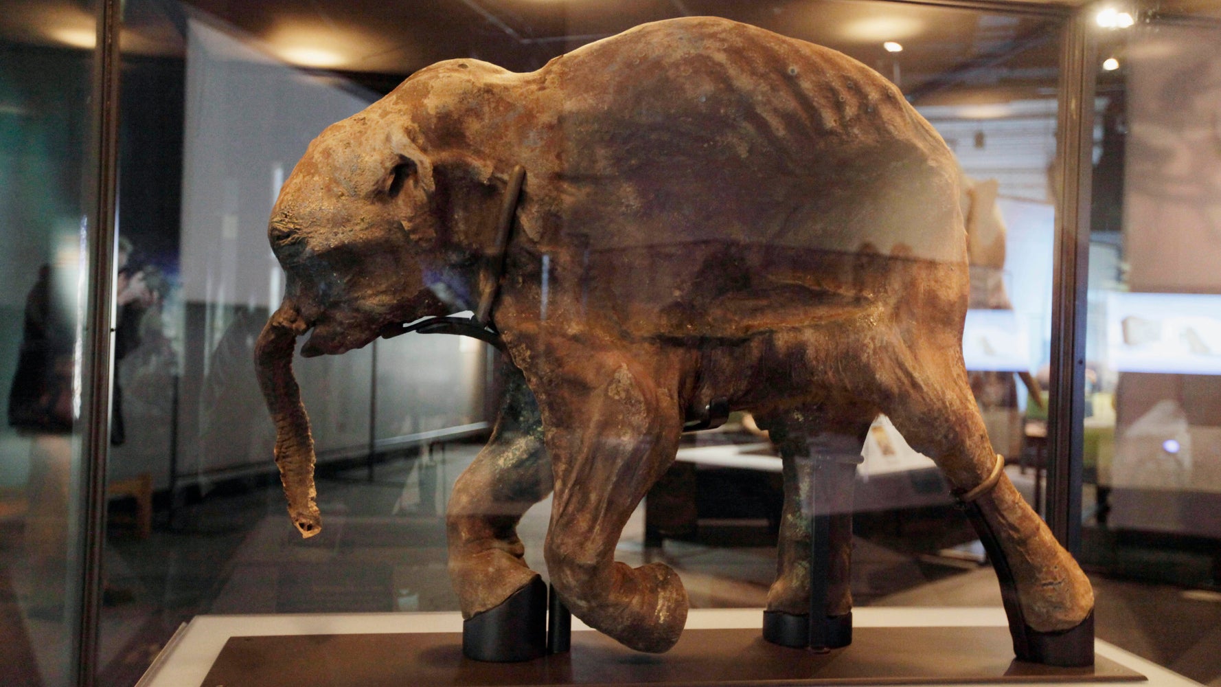 3万年以上前のマンモスの赤ちゃん 永久凍土から見つかる ほぼ完全なミイラ化した状態 ハフポスト World 3万年以上前のマンモスの赤ちゃん 永久凍土から見つかる ほぼ完全なミイラ化した状態 ハフポスト World