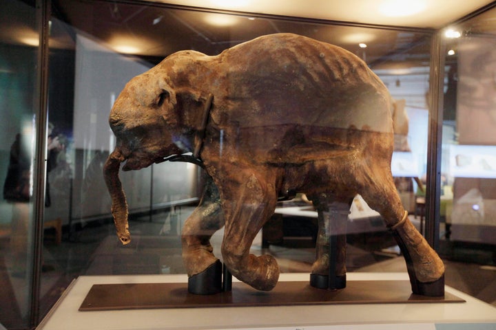 シベリアで見つかった4万2千年前のマンモスの赤ちゃんミイラの標本(2010年3月2日撮影)※今回見つかったマンモスの赤ちゃんミイラではありません