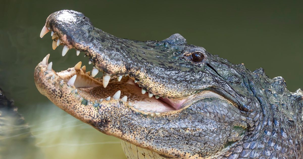Man Killed By 11-Foot Alligator At South Carolina Pond