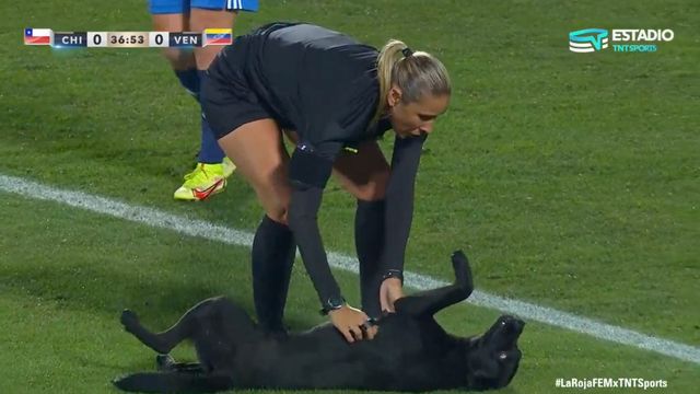 Dog Interrupts International Soccer Match, Insists On Belly Rubs.jpg