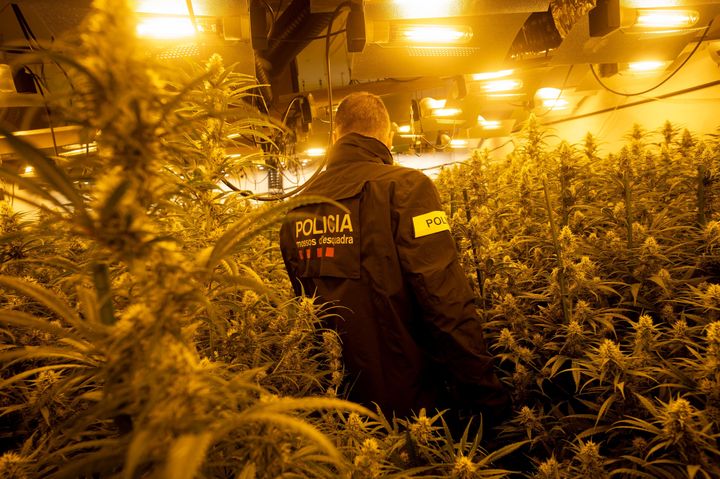 Un mosso revisa cultivos ilegales de cannabis en Martorell (Barcelona), en octubre de 2020.