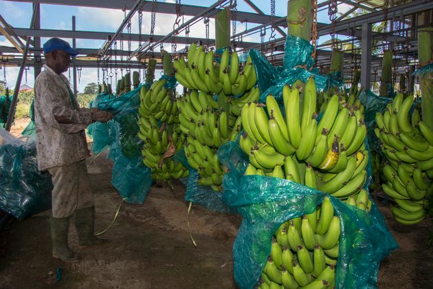 Des bananes sont recouvertes contre les oiseaux, les insectes et la lumière directe du soleil dans une plantation de la Guadeloupe, le 10 avril 2018. (Photo by Helene Valenzuela / AFP)