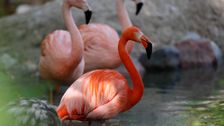 Famous Same-Sex Flamingo Couple Has 'Amicable' Breakup At Denver Zoo