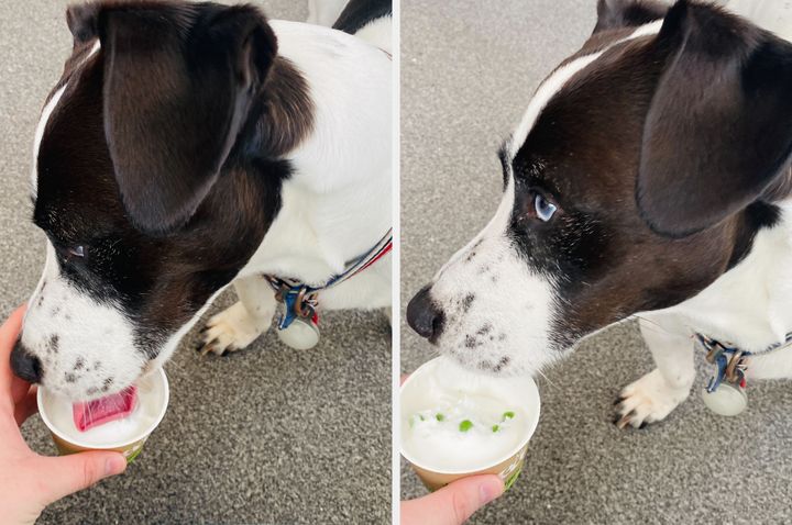 Monty testing out Aldi's new dog ice cream flavours