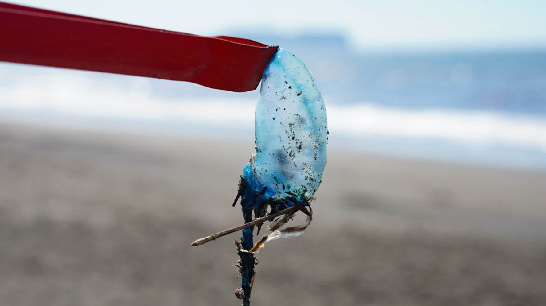 砂浜の プラスチック片 に要警戒 触ると死の危険も 大量漂着した カツオノエボシ かもしれない ハフポスト News