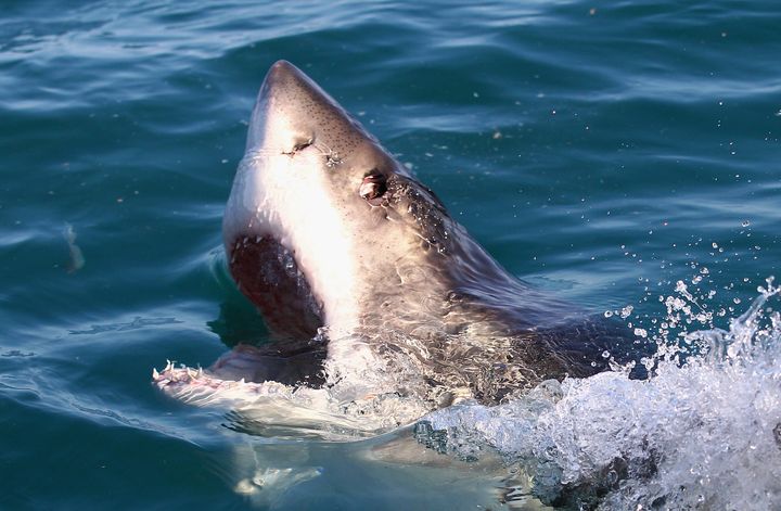 A great white shark swims in Shark Alley in Gansbaai, South Africa, in 2010.