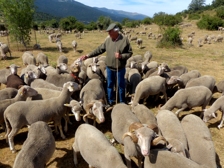 El pastor Jesús Garzón cuida de su rebaño en Guadarrama