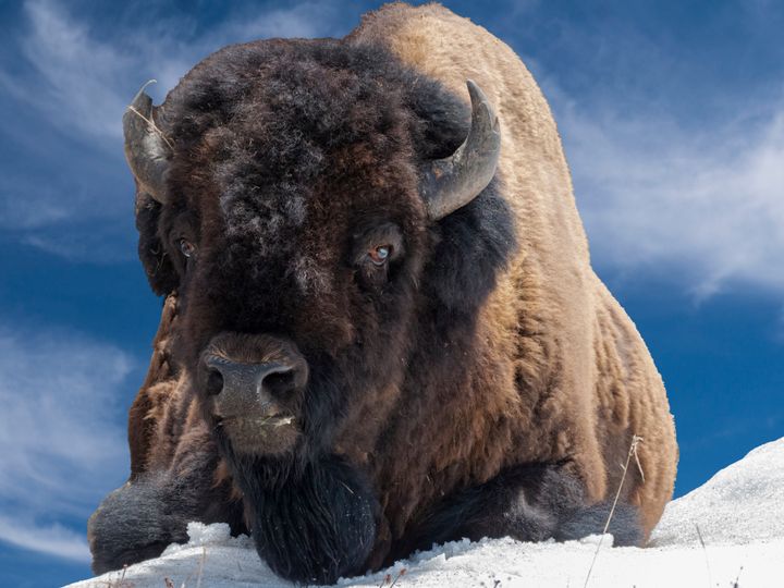 Tourists are warned not to go near the national park's herds of bison.