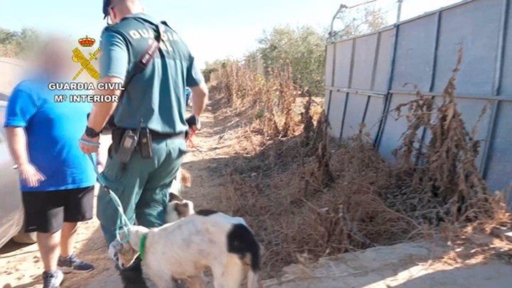 Investigado por maltrato animal un vecino de Manzanilla (Huelva) tras localizar 56 perros en malas condiciones.