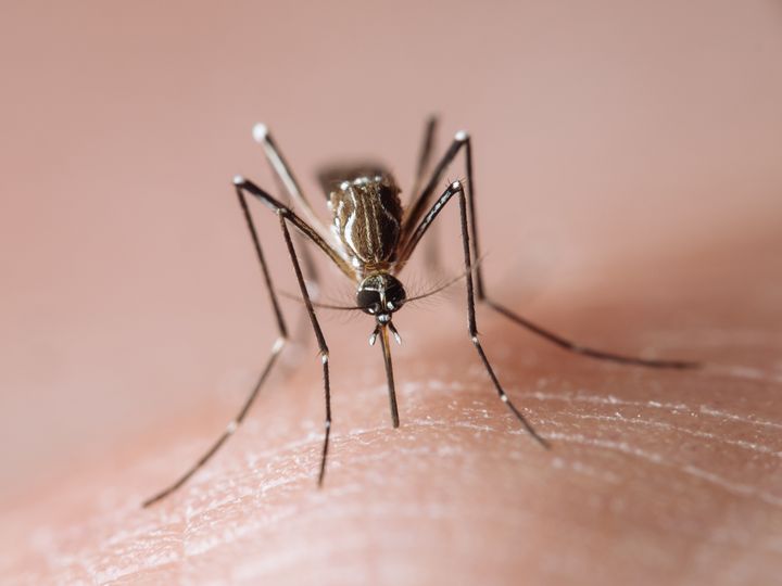 Imagen de archivo de un mosquito Aedes aegypti.