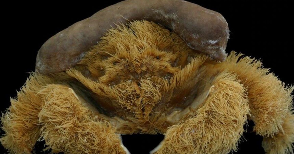 Ce crabe découvert en Australie ressemble à une éponge