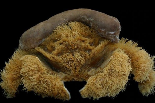 Cette espèce de crabe est nommée Lamarckdromia beagle, en l'honneur de Charles Darwin.