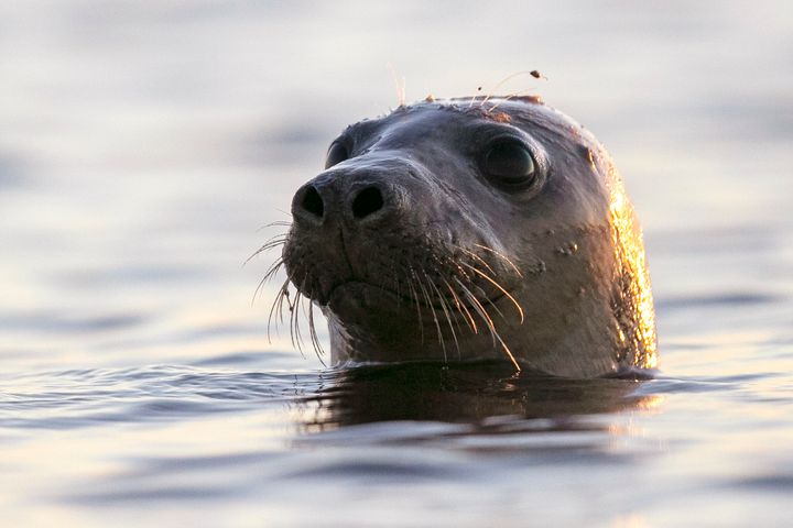 An usual number of seals have been getting stranded and dying off Maine this summer, and avian influenza is to blame, the federal government said Tuesday July 5, 2022. (AP Photo/Robert F. Bukaty, File)