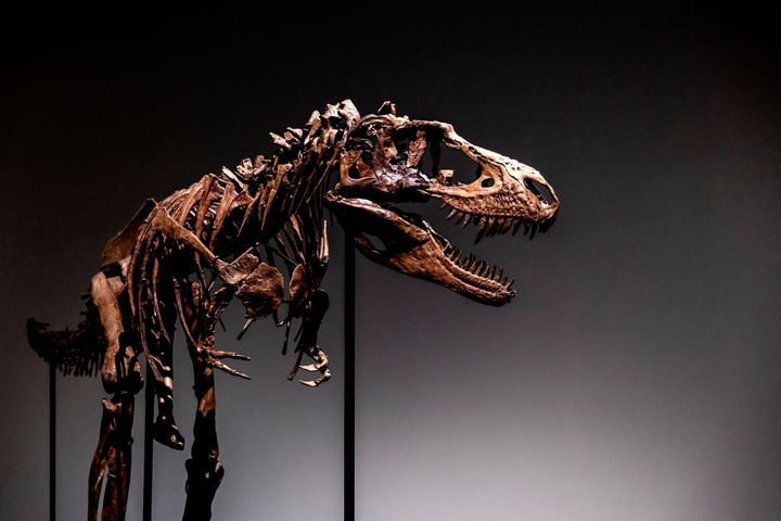 A Gorgosaurus dinosaur skeleton, the first to be offered at auction, is displayed at Sotheby's New York, Tuesday, July 5, 2022, in New York. (AP Photo/Julia Nikhinson)