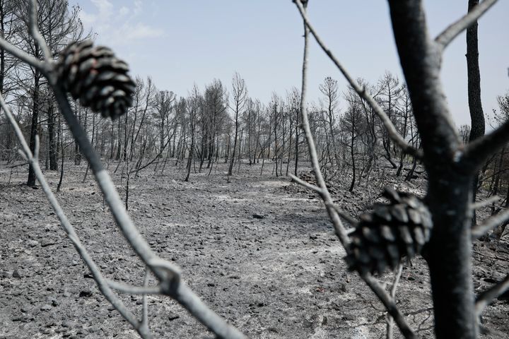 Imagen de terreno calcinado en el incendio de Venta del Moro (Valencia).