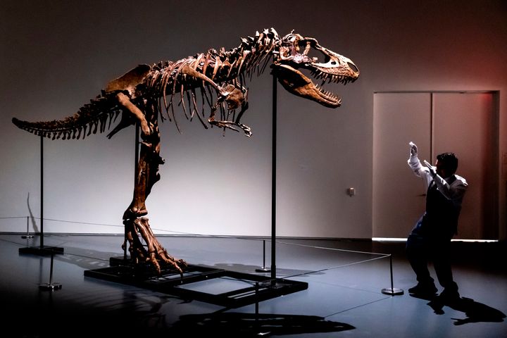 O σκελετός Γοργόσαυρου που βγαίνει σε δημοπρασία από τον Οίκο Sotheby's. Νέα Υόρκη, 5 Ιουλίου 2022. 
