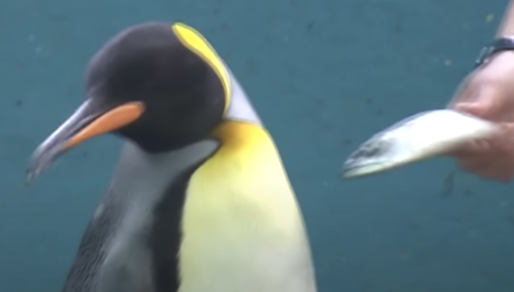Penguins And Otters Reject Cheaper Fish As Japanese Aquarium Faces Inflation Penguins And Otters Reject Cheaper Fish As Japanese Aquarium Faces Inflation