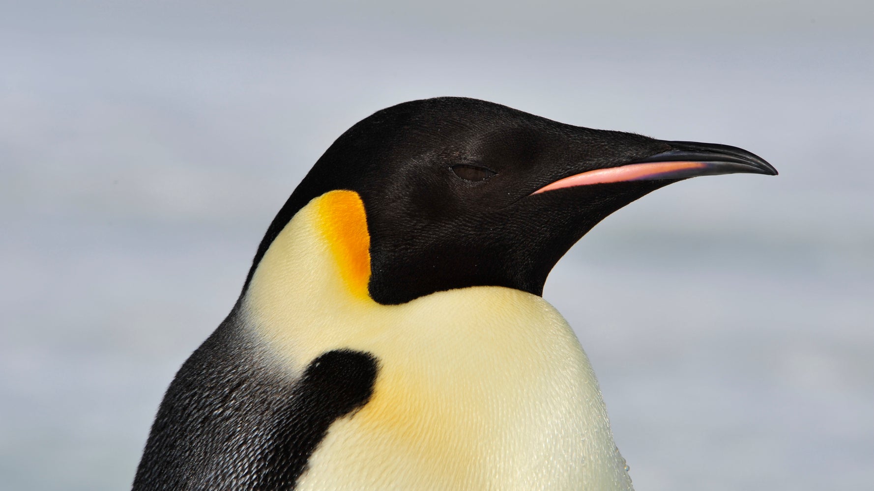 サバは嫌 安い魚を拒否する日本のペンギンが海外で反響 王よ あなたは自分の価値を知っている ハフポスト World