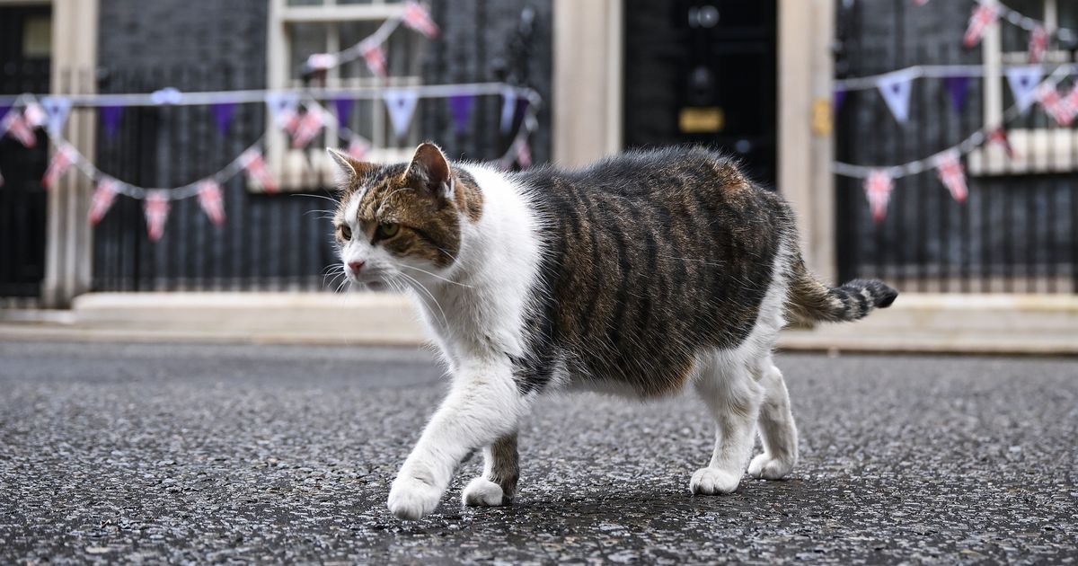 Larry, le chat de Downing Street, a aussi eu droit à une question