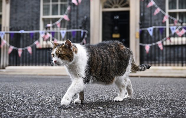 Larry, le chat du 10 Downing Street, ici le 6 juillet 2022.