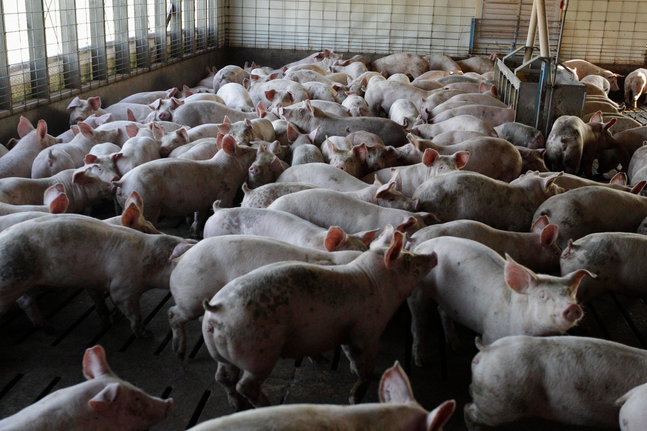 Manure from hog farms is a major potential source of renewable natural gas.