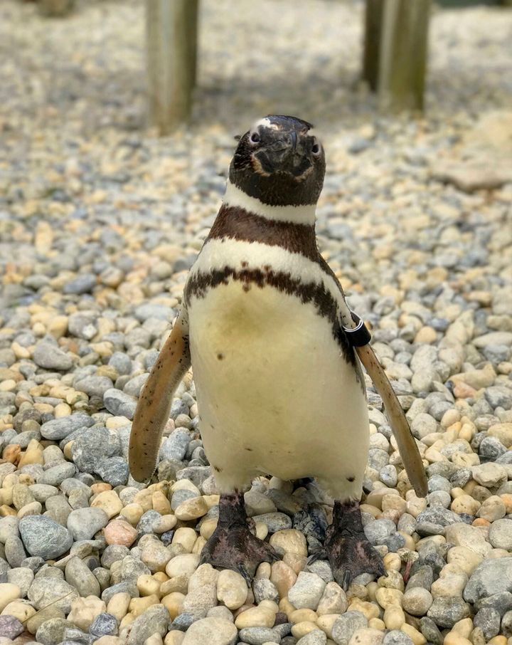 The oldest Magellanic penguin at the San Francisco Zoo & Gardens — one of the oldest penguins living under human care anywhere in the world — died Wednesday, July 6, 2022, at the age of 40, the zoo reported. (San Francisco Zoo & Garden via AP)